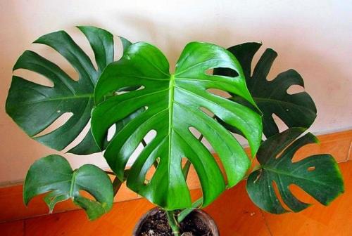 如何檢測甲醛是否超標 如何檢測甲醛是否超標